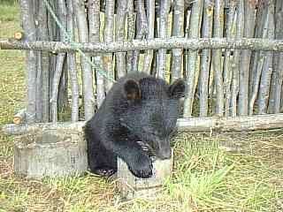 EPSON 1998�N8��4�� 1325 9.jpg