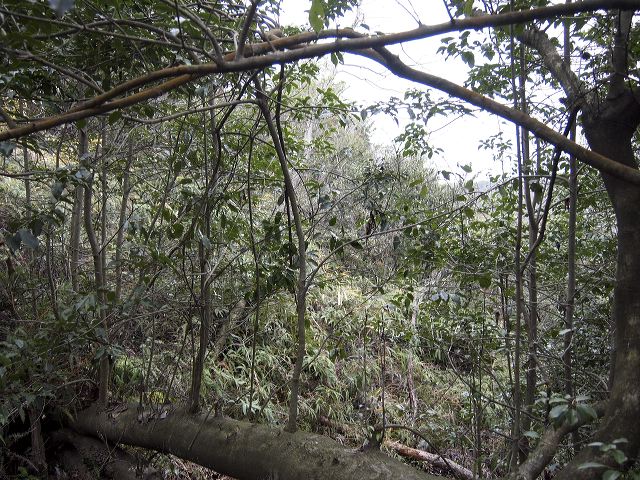p1210923.jpg