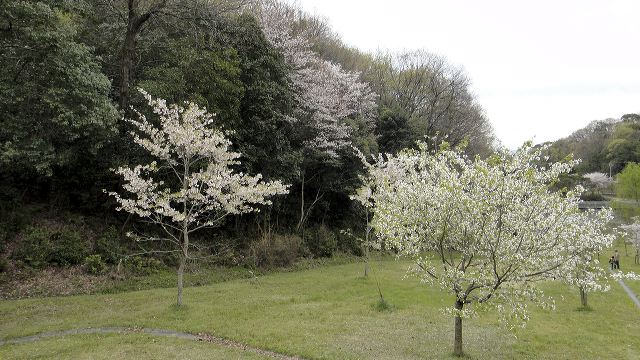 dsc00670.jpg