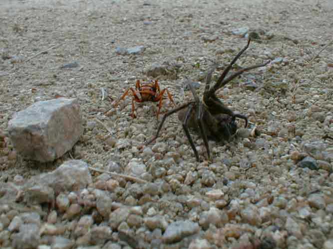 ����ƃL���M���X(�Ⴄ)